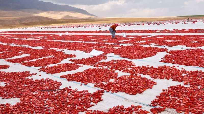 Bitlis’ten İtalya ve Avrupa’ya kurutmalık domates